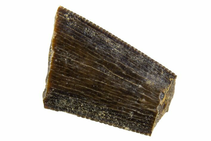 Serrated, Fossil Theropod (Richardoestesia) Partial Tooth #341002